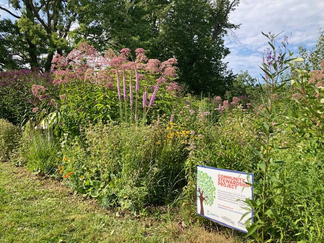 FOMC Pollinator garden King and John St NOTL Aug 4 2024 1.