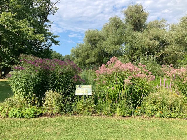 FOMC Pollinator garden King and John St NOTL Aug 4 2024 3